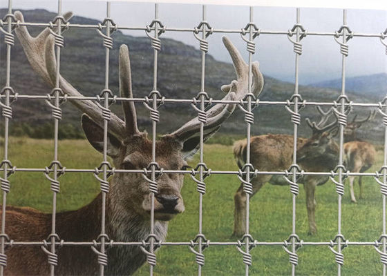 Hot Dipped Galvanzied Field Wire Fence / Fixed Knot Deer Fencing